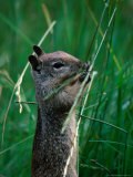California Ground Squirrel (Spermophilus Beecheyi) in Grasslands  Yosemite National Park  CA  USA