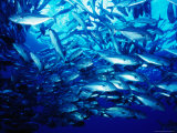 School of Jack Fish  Solomon Islands