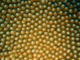 Detail of Hard Boulder Coral  Red Sea  Saudi Arabia