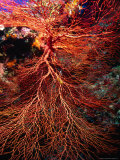 Sea Fan  Malaysia
