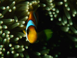 Clown Fish and Anemone in Red Sea  Saudi Arabia