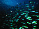 Striped Grunt Fish in Shoal  United Arab Emirates