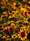Flower Field in Town of Solvang (Danish for Sunny Fields) California  USA