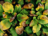 Withering Leaves on Overgrown Grave at Assistens Kirkegaard Cemetery  Copenhagen  Denmark
