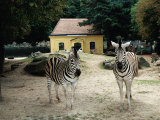 A Pair of Zebras Standing in Front of a Typical Yellow Maria-Theresa Animal House  Vienna  Austria