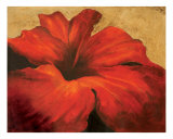 Red Hibiscus