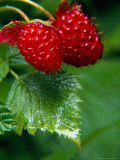 Detail of Salmon Berries  Olympic National Park  USA