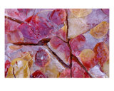 Autumn Color Leaves Under Ice