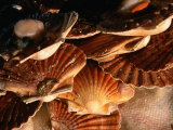 Scallops from Market on Rue Cler  Paris  France