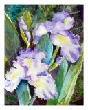 Irises