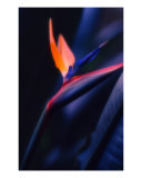 Bird Of Paradise