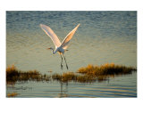 Heron Liftoff