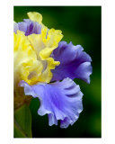 Curly Blue And Yellow Iris