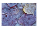 Leaves Frozen In Ice