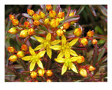 Sedum