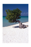Eagle Beach with a Fofoti Tree Aruba
