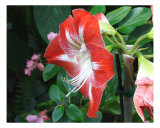 Red Azalea