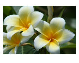 Plumeria
