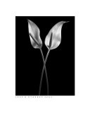 Callas