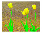 Tulips By The Street IV