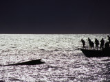 Tourists on Boat Sighting Humpback Whale  Maui  Hawaii  USA