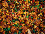 Fallen Autumn Leaves  Kyoto  Japan