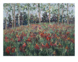 Minnesota Wildflowers