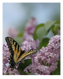 Stopped To Smell The Lilacs