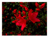Blazing Azalia