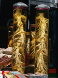 Bottled Ginseng Root at Namdaemun Market  Seoul  South Korea