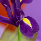 Iris Flower Against Red & Purple Background