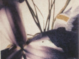 A Very Close-up View of a Flower
