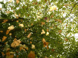 Early Autumn in Northern Ireland