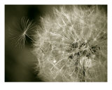 Seedy Dandelion