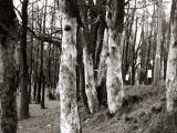Dutch Elm Tree