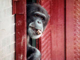 Chimpanzees