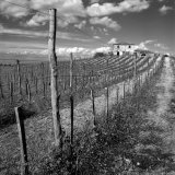 Dirt Road Leading to House  Tuscany  Italy