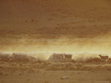A Group of Grazing Sheep Along Highway 189