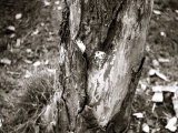 Dutch Elm Tree