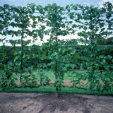 Espalier Grapevine