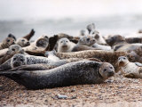 Seals on the Blakney Point Reserve