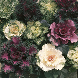 Ornamental Cabbage  Mixed Autumn and Winter