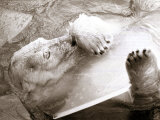 Sabrina the Polar Bear with a Chunk of Ice at London Zoo  January 1979