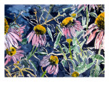 Echninacea Cone Flowers