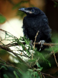American Crow  British Columbia