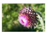 Thistle