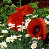 Oriental Poppy 