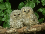 Tawny Owl  Chicks  2 Owlets Perched on Branch  West Yorkshire