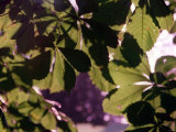 Leaves