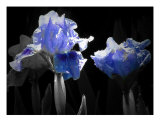 Black And Blue